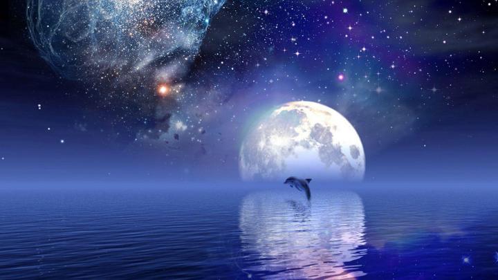 Free Dolphin Desktop Wallpapers