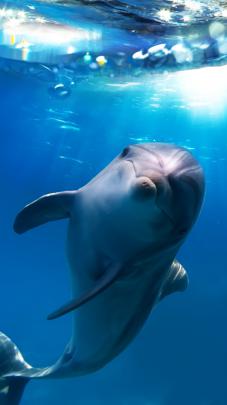 Dolphin Wallpaper (69+ images)