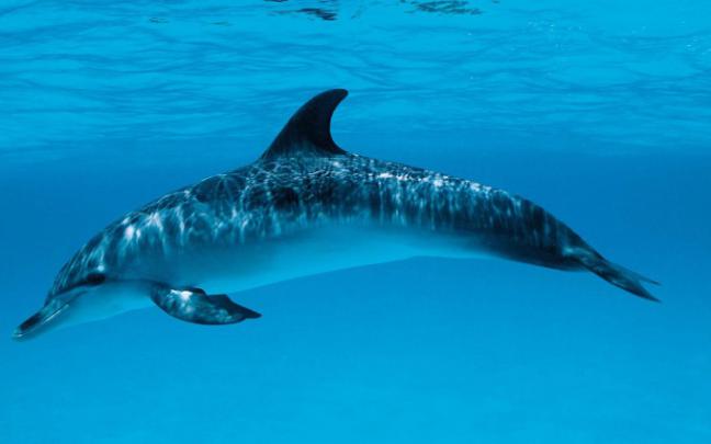 dolphin wallpaper beach - HD Desktop Wallpapers