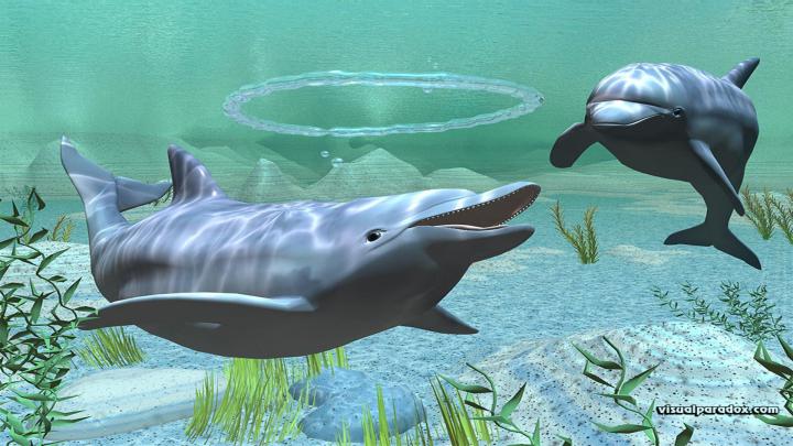 Free Dolphin Desktop Wallpapers