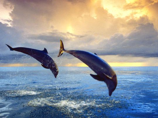 Download Bottlenose dolphins hd wide wallpaper for laptop - Desktop 