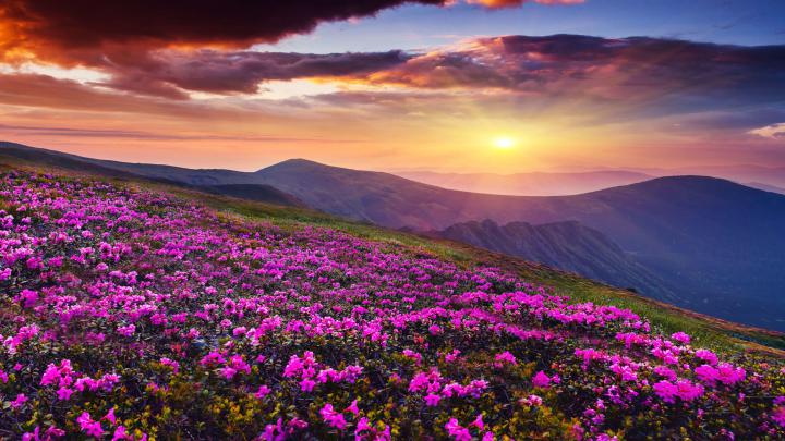 Download Windows 10 Wallpapers (4K) Just Released by Microsoft