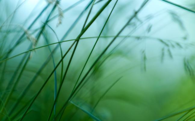 grass wallpaper simple - HD Desktop Wallpapers