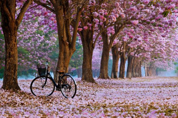 29+ Beautiful Spring Wallpapers for Desktop | Design Trends - Premium 