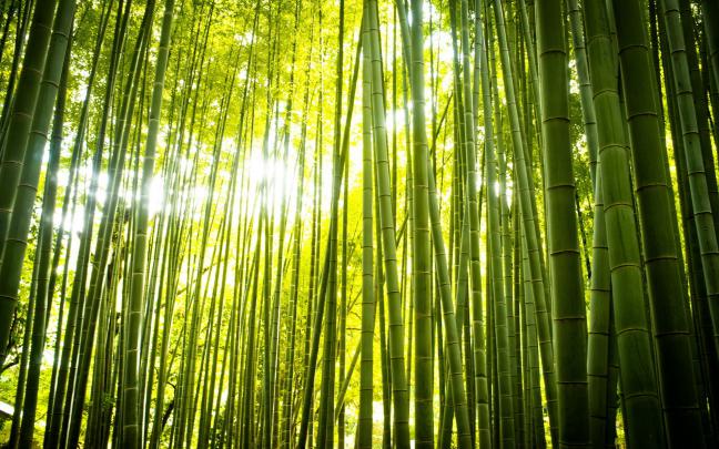 Bamboo Backgrounds Free Download