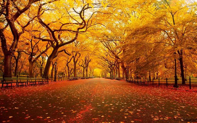 autumn paris wallpaper - HD Desktop Wallpapers