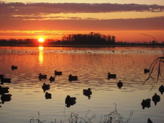 Duck Hunting Wallpapers Free Download