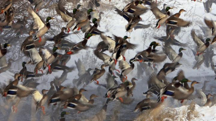 Duck Hunting Wallpaper -