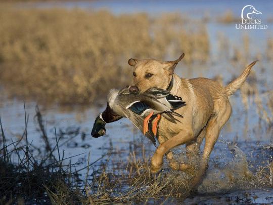 Duck Hunting Backgrounds