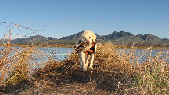 Duck Hunting Backgrounds