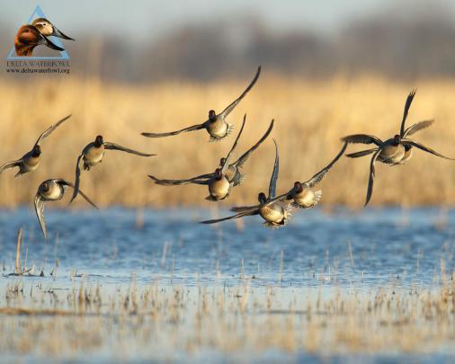 Duck Hunting Backgrounds