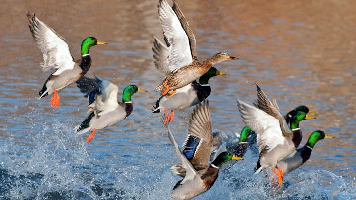 Duck Hunting Backgrounds \u00b7\u2460 
