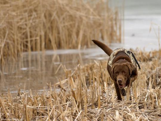 Duck Hunting Backgrounds