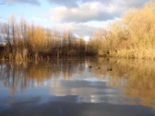 Duck Hunting HD Wallpapers