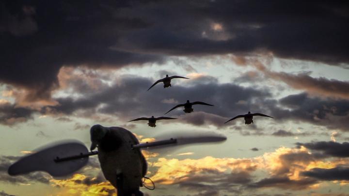 Duck Hunting Backgrounds (48+ images)