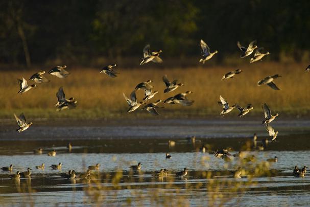 Duck Hunting HD Wallpapers
