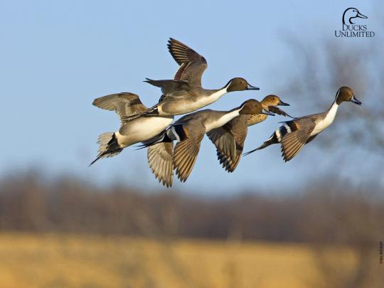 Duck Hunting Desktop Wallpapers - Top Free Duck Hunting Desktop 