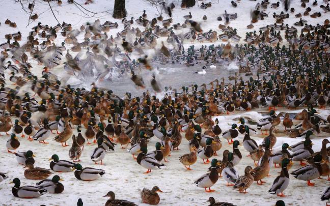 Duck Hunting Backgrounds \u00b7\u2460 