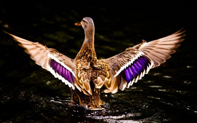 Duck Hunting Desktop Wallpapers - Top Free Duck Hunting Desktop 