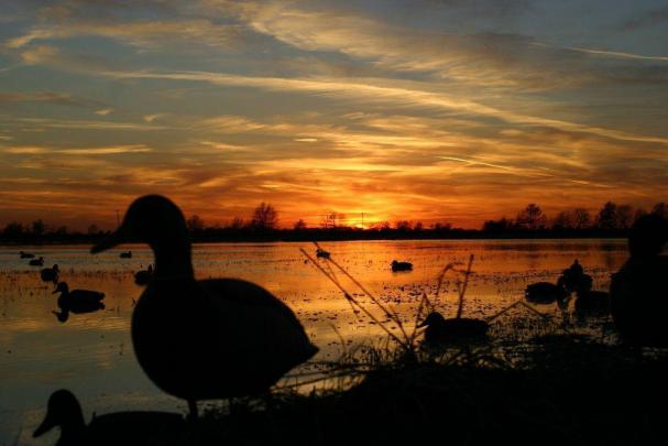 Duck Hunting Backgrounds