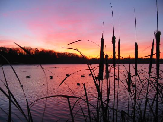 [45+] Duck Hunting Wallpapers for Desktop 