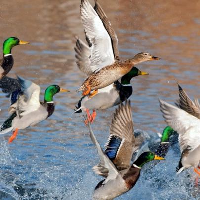 10 New Duck Hunting Desktop Wallpaper FULL HD 1920\u00d71080 For PC Desktop 2020