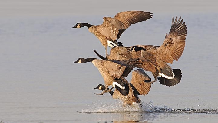 Duck Hunting Wallpapers Free Download