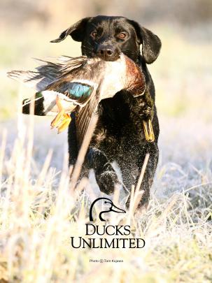 Duck Hunting Backgrounds \u00b7\u2460 