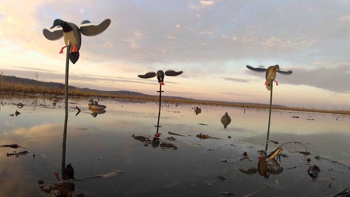 10 Most Popular Duck Hunting Iphone Wallpaper FULL HD 1920\u00d71080 For PC 