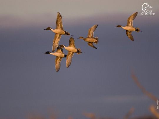 Duck Hunting Backgrounds