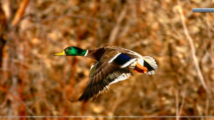 Duck Hunting Backgrounds \u00b7\u2460 