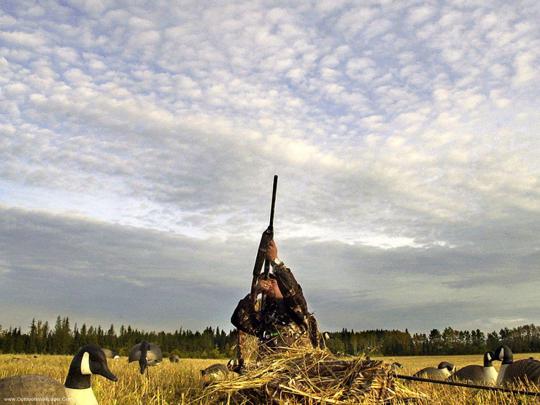 Duck Hunting Wallpapers for Desktop -