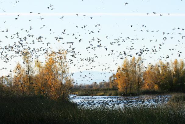Duck Hunting Backgrounds (48+ images)