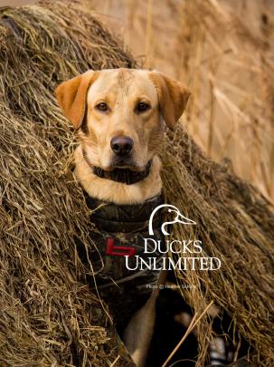 Duck Hunting Backgrounds (48+ images)