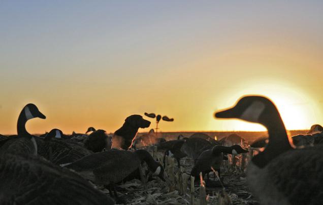 Duck Hunting Wallpapers Free Download