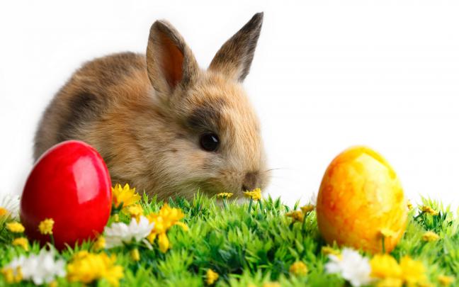 Easter Bunny - HD Desktop Wallpapers