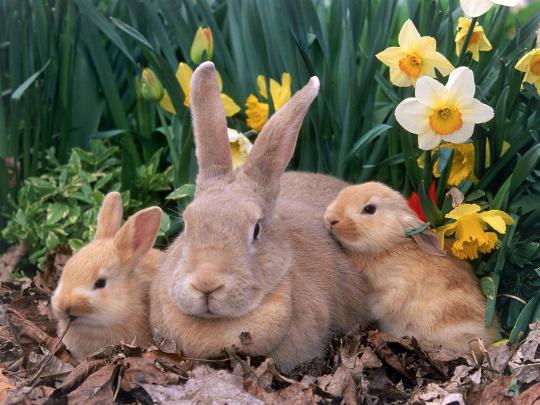 Free download Easter bunny and eggs wallpaper Holiday wallpapers 1265 