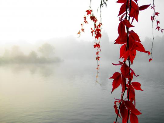 Elegant Desktop Wallpaper -