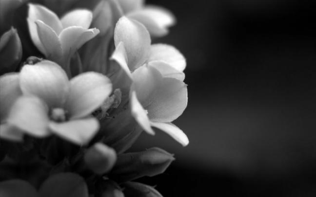 elegant flowers A2 - HD Desktop Wallpapers