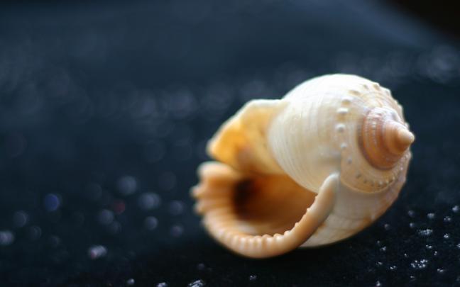 Seashell Desktop Wallpaper (54+ images)