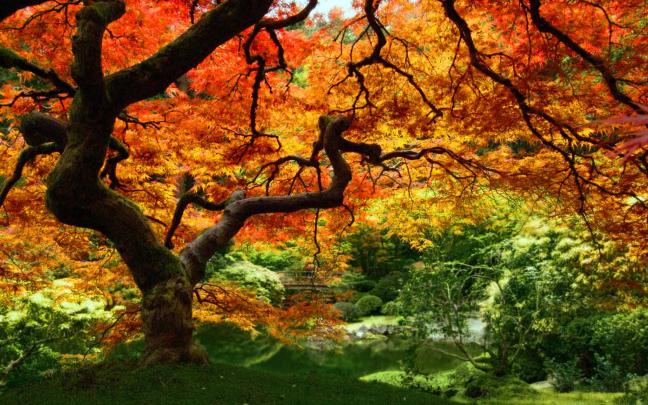 Free Fall Desktop Backgrounds