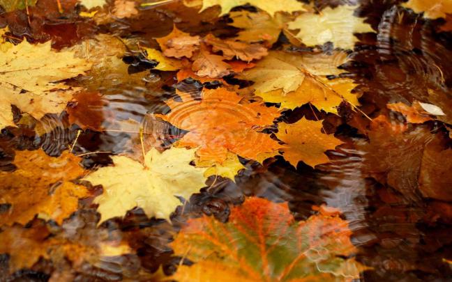 Free Autumn Desktop Wallpaper Backgrounds