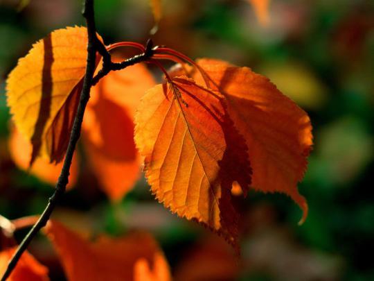 Free Autumn Desktop Wallpaper Backgrounds