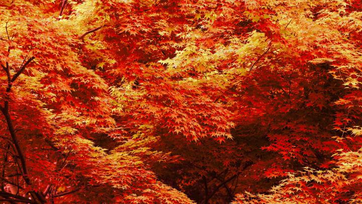 fall desktop background - HD Desktop Wallpapers