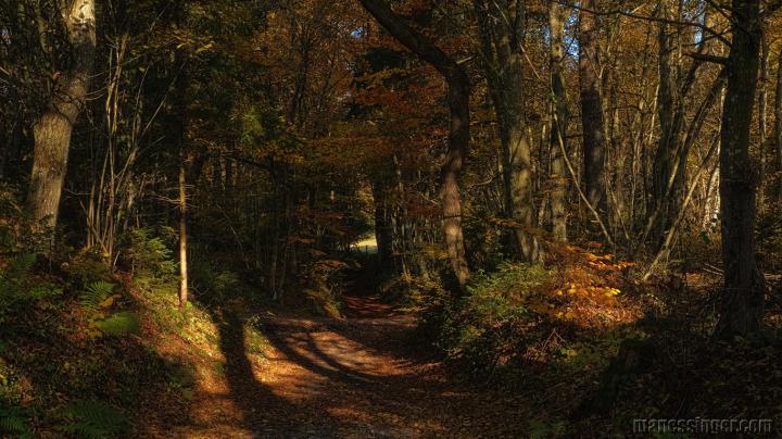 Free download wallpaperfall foliage 1366x0768 desktop hd wallpaper 