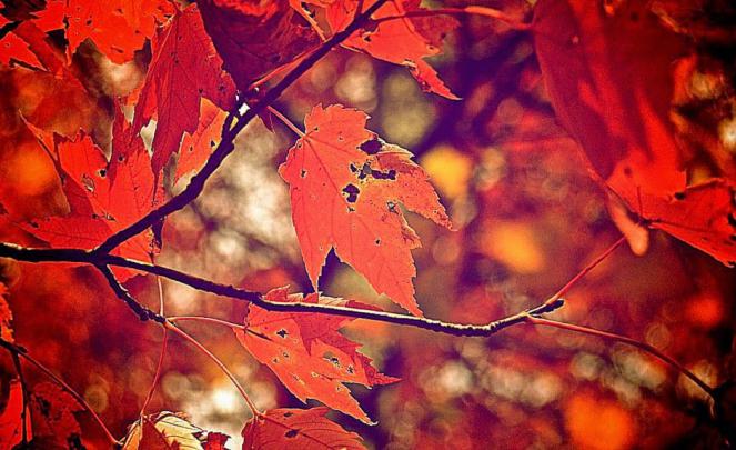 [49+] Fall Wallpaper Backgrounds Tumblr 