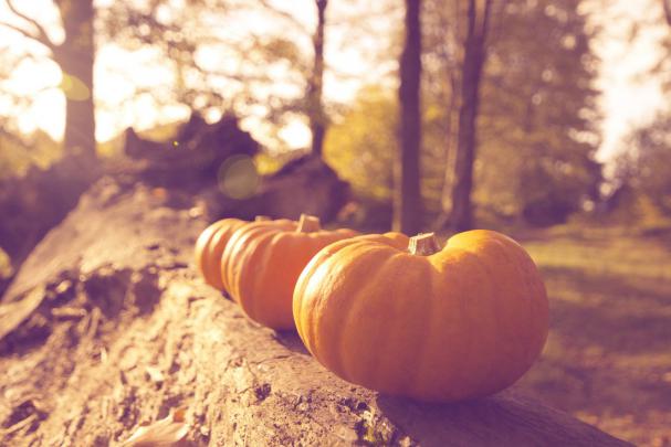 [49+] Fall Wallpaper Backgrounds Tumblr 