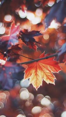 autumn wallpaper on Tumblr