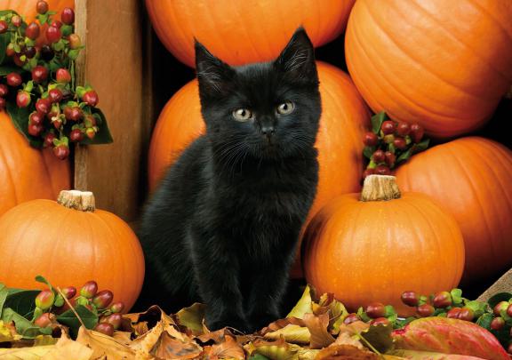 Fall Halloween Wallpapers - Top Free Fall Halloween Backgrounds 