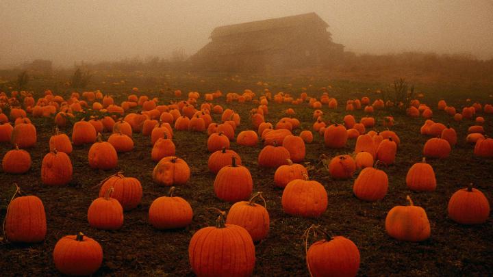 19 Halloween wallpapers for your Android - AIVAnet